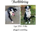 Adopt Huckleberry a Border Collie / Mixed Breed (Medium) / Mixed dog in Albany