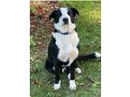 Adopt Huckleberry a Border Collie / Mixed Breed (Medium) / Mixed dog in Albany