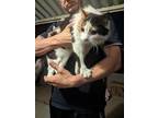 Adopt April a Calico or Dilute Calico Calico / Mixed (long coat) cat in Las