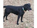 Adopt Sissy a Black Labrador Retriever / Mixed dog in Corinth, MS (40825222)