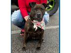 Adopt Shiloh a Pit Bull Terrier / Bull Terrier / Mixed dog in Portsmouth