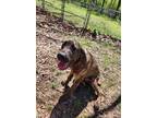 Adopt Pepper a Brindle Cane Corso / Bloodhound / Mixed dog in Cabot