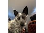 Adopt Luna a Gray/Blue/Silver/Salt & Pepper Australian Cattle Dog / Mixed dog in