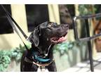 Adopt Rollo a Black Mutt dog in New York, NY (41242466)