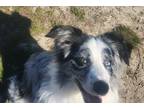 Adopt Rowdy a Merle Australian Shepherd / Mixed dog in Richmond, VA (41304574)