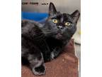 Adopt Present a Domestic Shorthair / Mixed cat in Lexington, KY (40280138)
