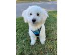 Adopt Tobby a White - with Red, Golden, Orange or Chestnut Poodle (Miniature) /