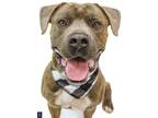 Adopt Max a Brindle - with White Pit Bull Terrier / Mixed dog in Rochester