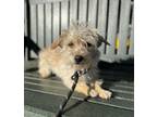 Adopt Bagel a Tan/Yellow/Fawn Terrier (Unknown Type, Small) / Mixed dog in