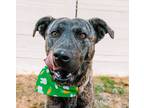 Adopt Auggie a Brindle Plott Hound dog in Jacksonville, NC (41304172)