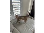 Adopt Georgie a Spotted Tabby/Leopard Spotted Bengal / Mixed (short coat) cat in