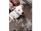 Adopt Corky a White Australian Cattle Dog / Terrier (Unknown Type