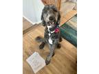 Adopt Petunia a Black - with White Sheepadoodle / Mixed dog in Plainfield