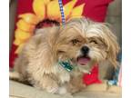 Adopt Paulie a Tan/Yellow/Fawn - with White Pekingese / Poodle (Miniature) /