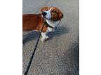 Adopt Oliver a Red/Golden/Orange/Chestnut Corgi / Mixed dog in Mayfield