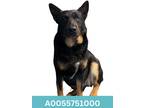 Adopt Mercedes a Black Rottweiler / Australian Kelpie / Mixed (short coat) dog