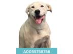 Adopt Ford a White American Pit Bull Terrier / Labrador Retriever / Mixed dog in