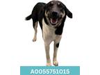 Adopt Tally a Black Border Collie / German Shepherd Dog / Mixed dog in Red