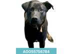Adopt Acorn a Black Doberman Pinscher / German Shepherd Dog / Mixed (short coat)