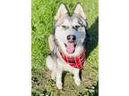 Adopt Meeko a White - with Brown or Chocolate Husky / Mixed dog in San Pablo