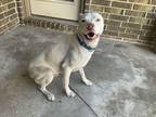 Adopt Splash a White American Staffordshire Terrier / Mixed dog in Bulverde