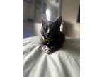 Adopt Chula a Tortoiseshell Calico / Mixed (medium coat) cat in Toledo