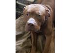 Adopt Thunder a Brown/Chocolate - with White Pitsky / Mixed dog in Mesquite