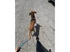 Adopt Benny a Brown/Chocolate - with Black Black Mouth Cur / Mixed dog in