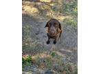 Adopt Honey Bee a Brown/Chocolate Labrador Retriever / Mixed dog in Ellinwood