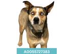 Adopt Grady a Merle German Shepherd Dog / Boxer / Mixed (short coat) dog in Red