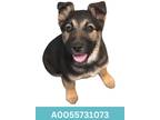 Adopt Clementine a Black German Shepherd Dog / Mixed Breed (Medium) / Mixed