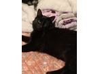 Adopt Mana a All Black American Shorthair / Mixed (medium coat) cat in Los