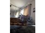 Adopt Fire water a Orange or Red Tabby American Shorthair / Mixed (short coat)