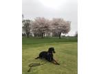 Adopt Neo a Black Doberman Pinscher / Mixed dog in Canton, MA (41279436)