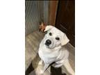 Adopt Arlo a White Labrador Retriever / Mixed dog in Miles City, MT (41304265)