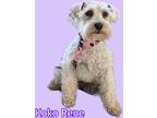 Adopt Koko Rene a White - with Gray or Silver Schnauzer (Miniature) / Mixed dog
