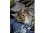Adopt Mimi a Brown Tabby Domestic Shorthair / Mixed (short coat) cat in