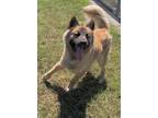 Adopt Rex a Brown/Chocolate - with Black German Shepherd Dog / Mixed dog in