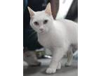 Adopt Aspen a Domestic Shorthair / Mixed cat in League City, TX (41304294)