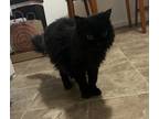 Adopt Maya a All Black Domestic Longhair / Mixed (long coat) cat in Saint Paul