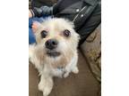 Adopt Thelma a Tan/Yellow/Fawn Terrier (Unknown Type, Small) / Mixed dog in