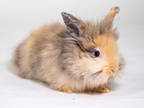 Adopt Aurora a Red Lionhead / Satin / Mixed (short coat) rabbit in Kingston