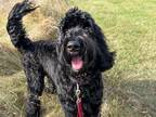 Adopt Winston a Black Golden Retriever / Poodle (Standard) / Mixed (short coat)