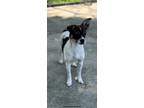 Adopt Buck a Terrier (Unknown Type, Small) / Pug / Mixed dog in Ridgely