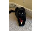 Adopt Trixie a All Black Domestic Longhair / Mixed (long coat) cat in West Palm