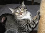 Adopt Binx a Brown Tabby Domestic Shorthair / Mixed (short coat) cat in Mobile