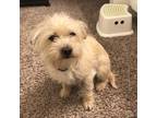 Adopt Calby a White Terrier (Unknown Type, Small) / Mixed dog in San Diego