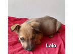 Adopt Lalo a Tricolor (Tan/Brown & Black & White) Jack Russell Terrier /
