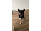 Adopt Ruby a Black - with White German Shepherd Dog / Husky / Mixed dog in Chula