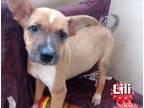 Adopt Lili a Tricolor (Tan/Brown & Black & White) Jack Russell Terrier /